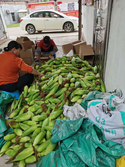 农产品开启云销售模式，助力战疫扶贫攻坚