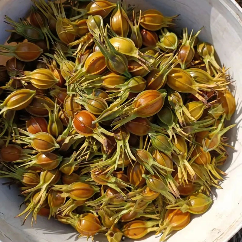 鲜黄栀子 药食同源的多功能天然佳品